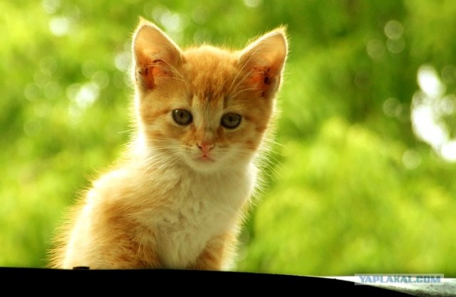 Рыжий котовторник на ЯПлакал!, Смотрим  и добавляем!