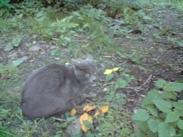 Котовторник на ЯПлакалъ! От числа 09.09.08