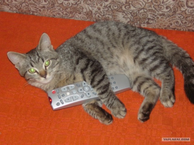Котовторник с Максом