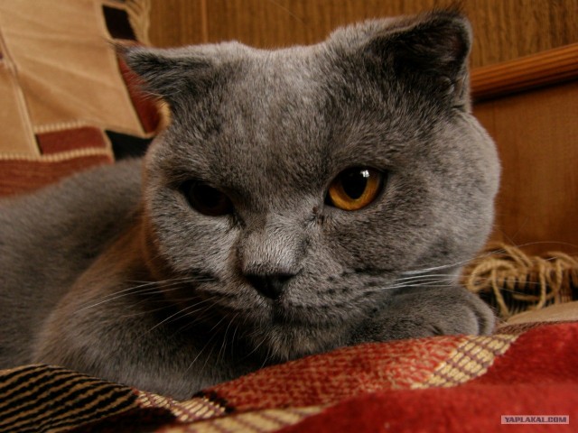 Состоятельный котовторник