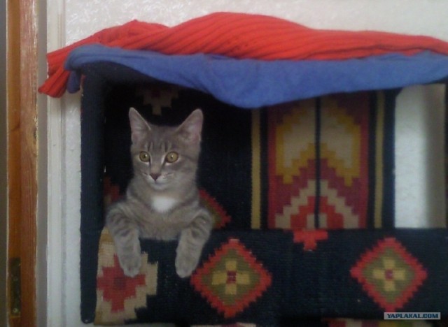 Котовторник так котовторник!