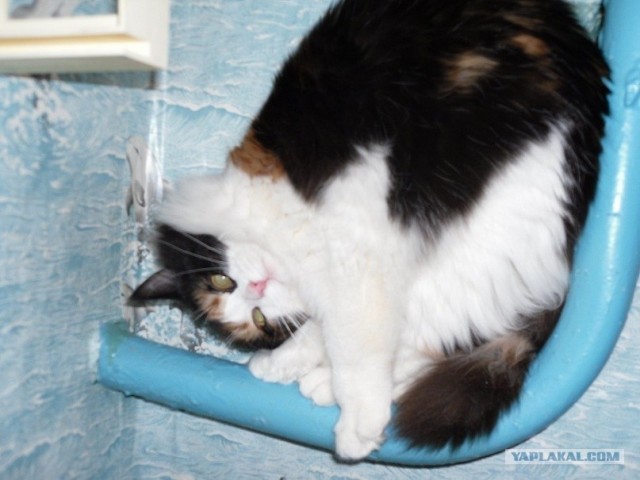 Котовторник 1.11.11