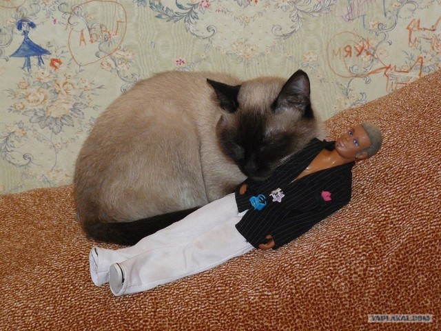 Котовторник (10.01.2012)