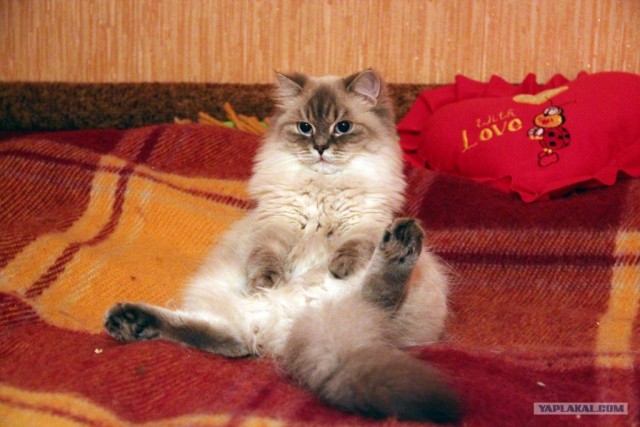 Котовторник (14.02.2012)