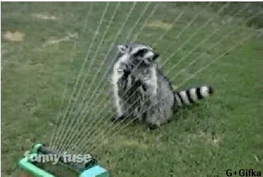 Енот, играющий на арфе