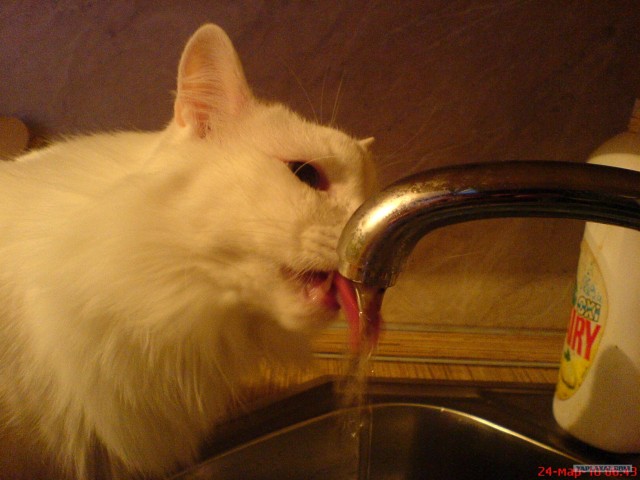 Котовторник! 13.03.2012