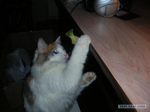 Котовторник 22.05.2012