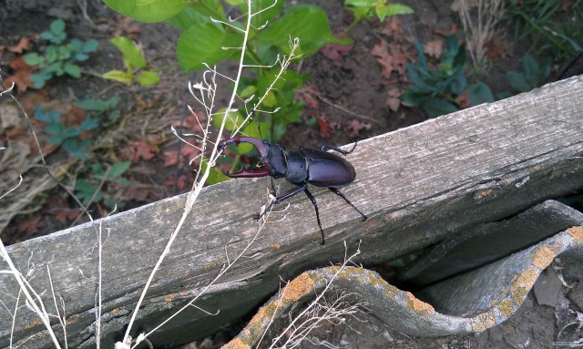 Встретил симпатичного жука