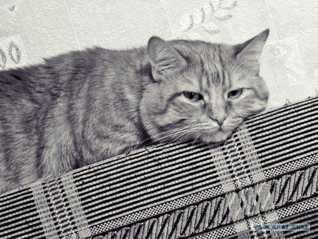 Котовторник 07.08.2012
