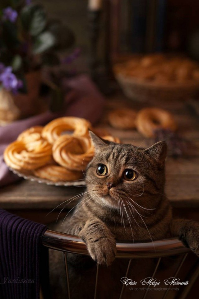 Прикольных котов пост