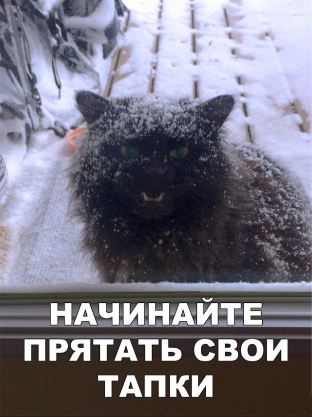 Забавные фото котеек