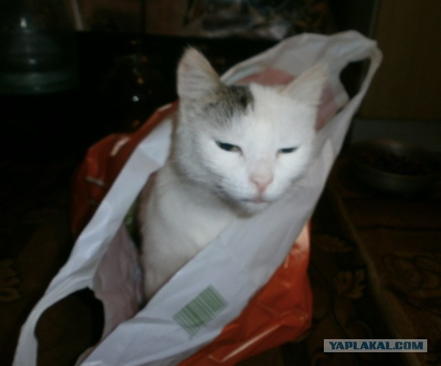 Котовторник 19.03.2019