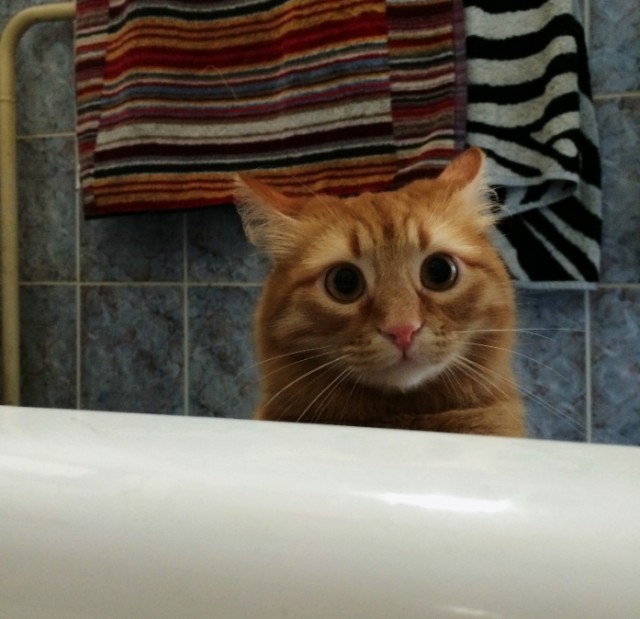 Забавные фото котеек