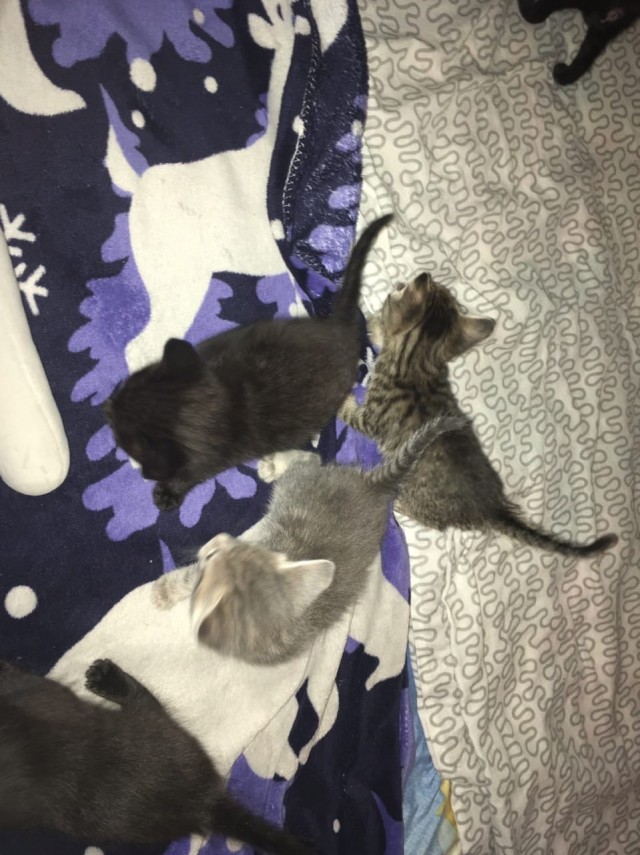 Забавные фото котеек