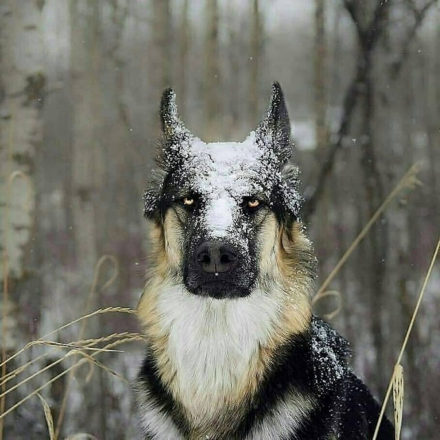 Живность из сети