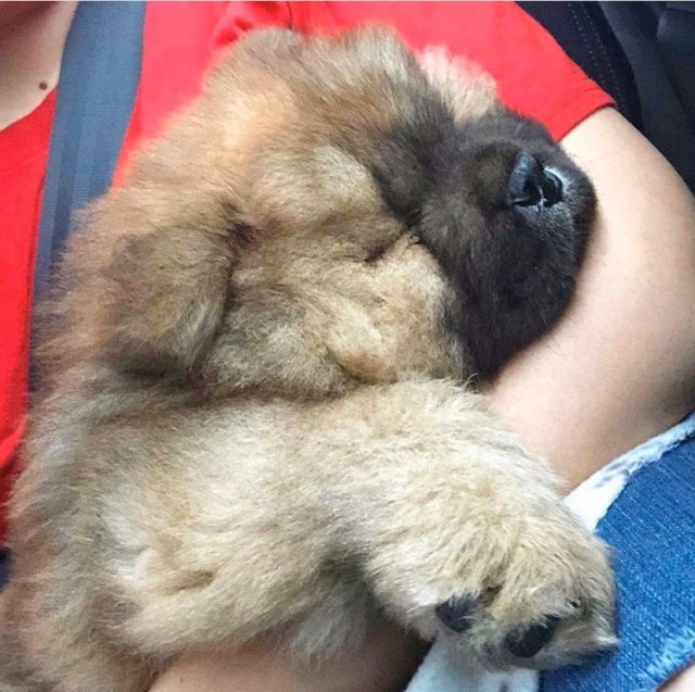 Живность из сети