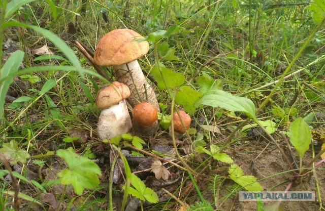 Грибной пост