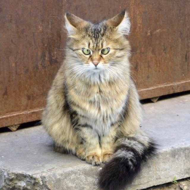 Эти забавные животные