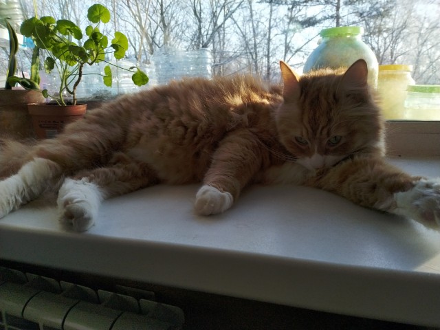 Котовторнику быть!