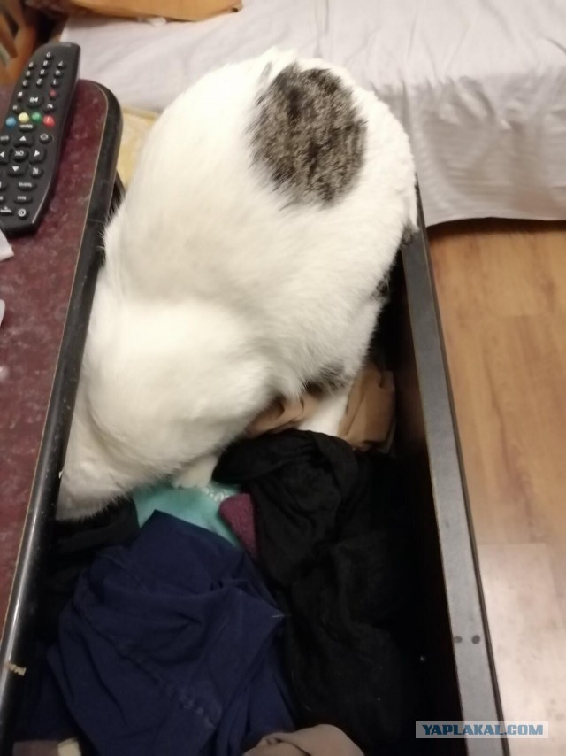 Котовторнику быть!