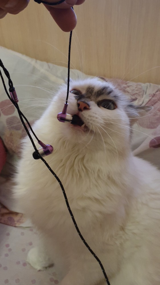 Кошки , кошечки, котяры 14.03.21