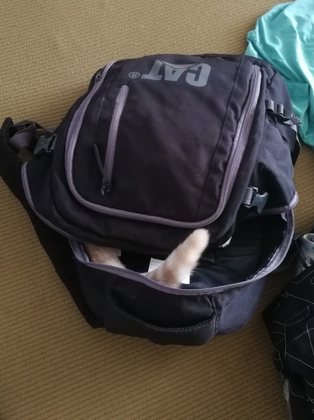 Кошкин день! Я, видимо первый.