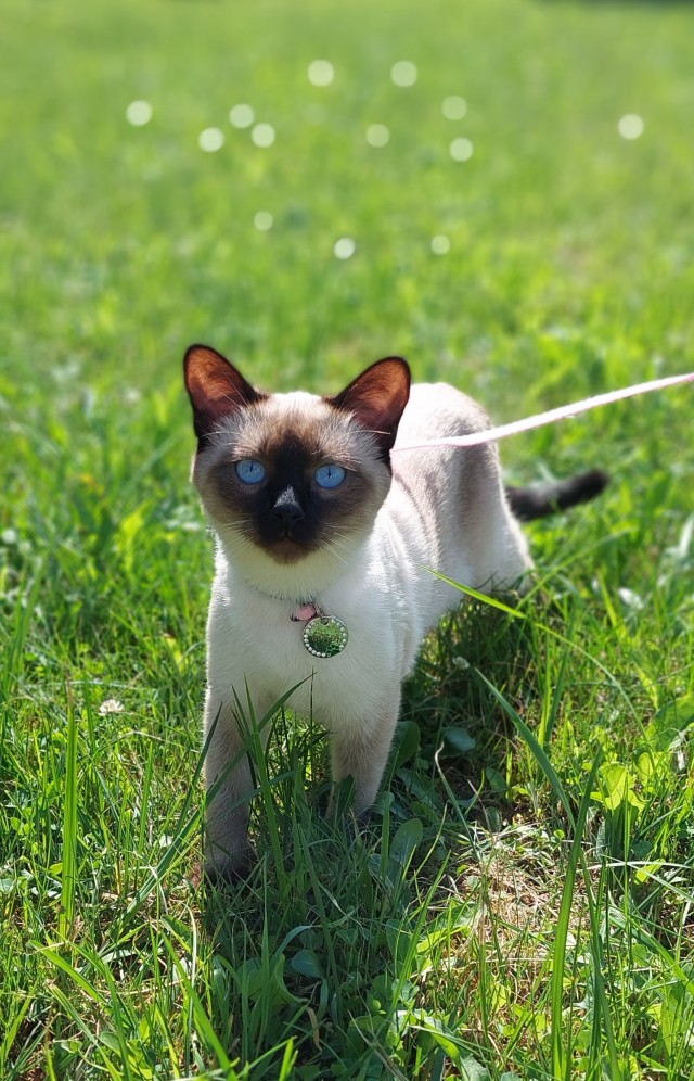 Кото-футболо-вторник