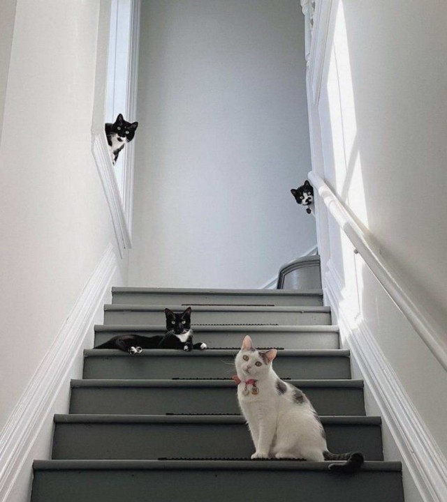 Разные котики
