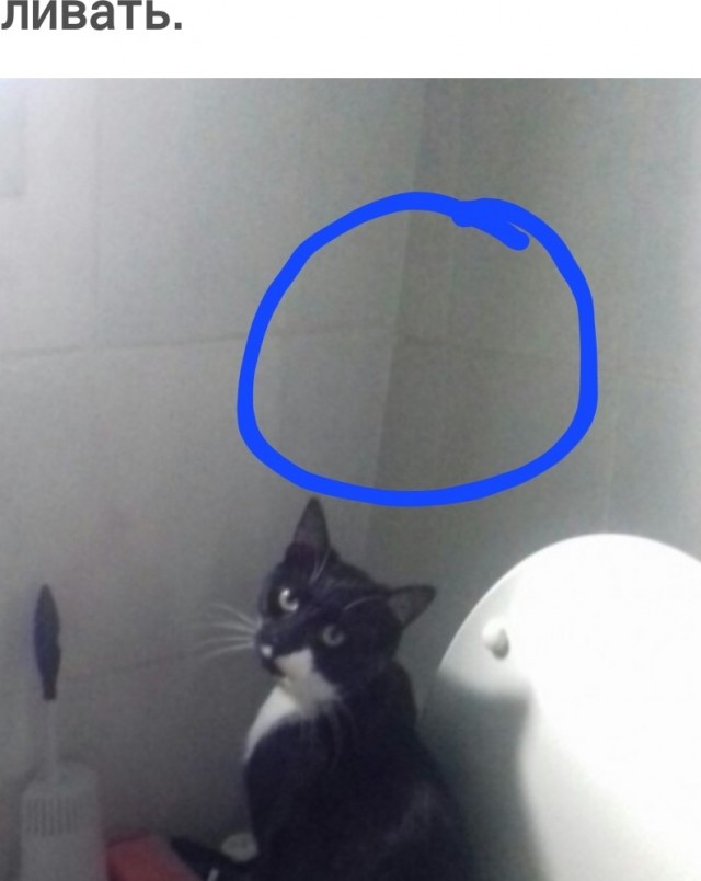 Как приличные котэ ходят в туалет