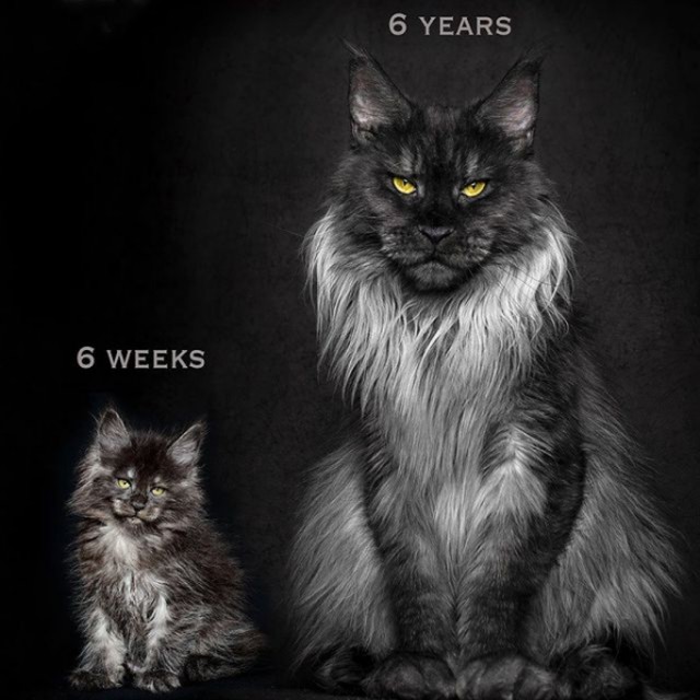 Кот Мейн-кун: царь домашних кошек!