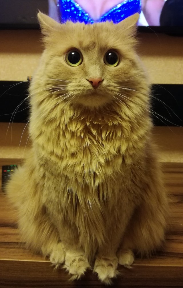 Я понимаю, что не котовторник.
