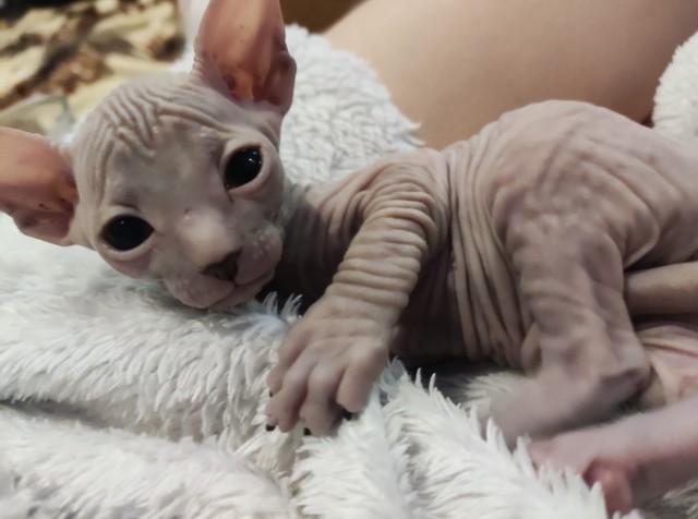 Котоферма