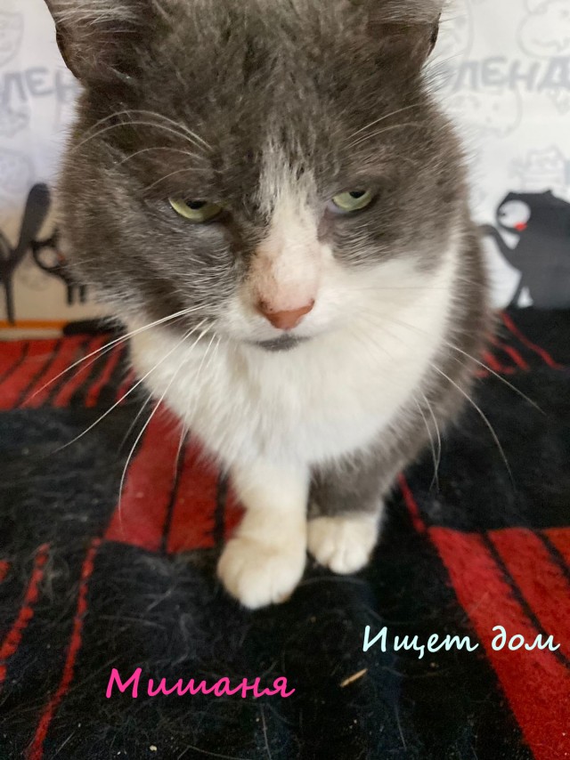 Жизнь домашнего приюта "Котоленд" 335