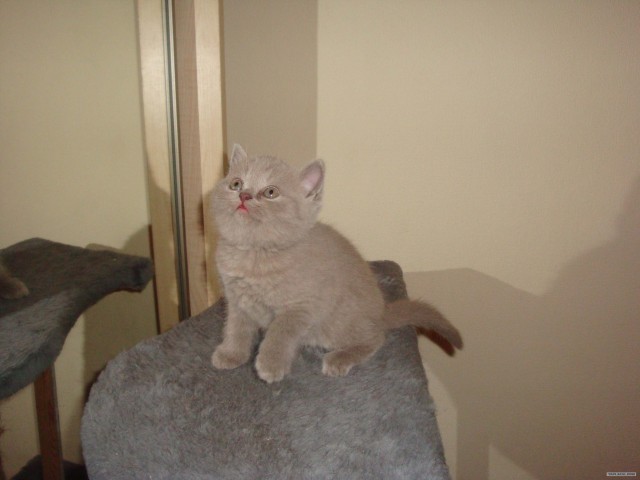 Шотландские клубные котята