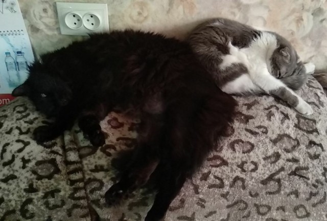 Кот д’Ивуар