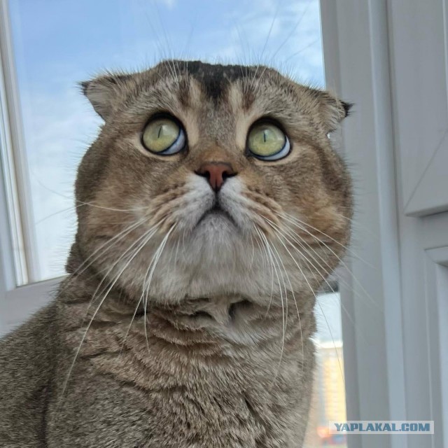 Альфа-хищник в естественной среде