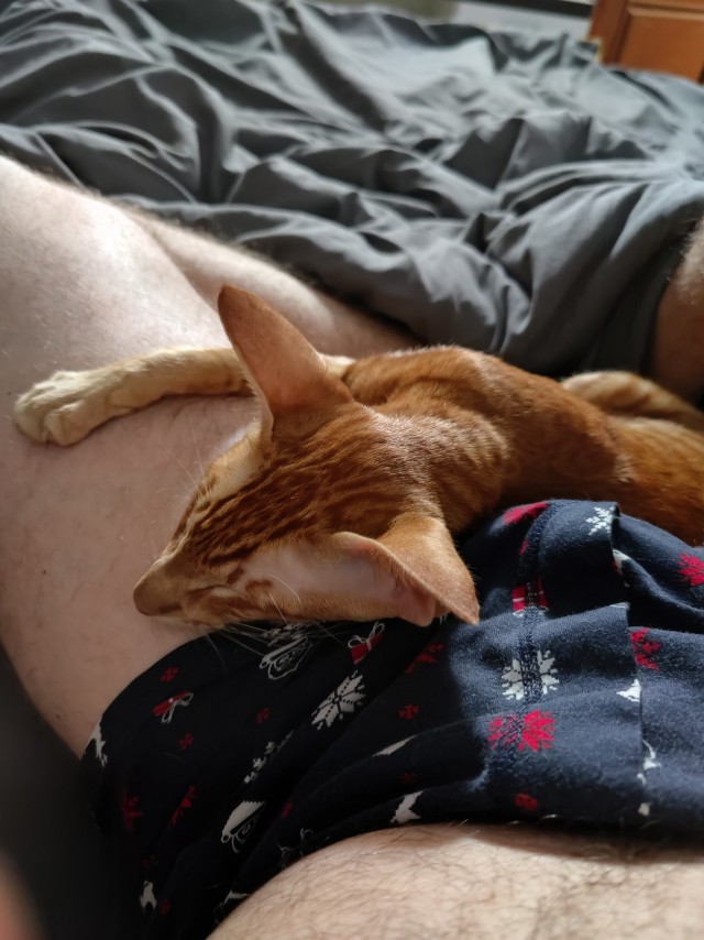 Котовторник прошел, а я не успел
