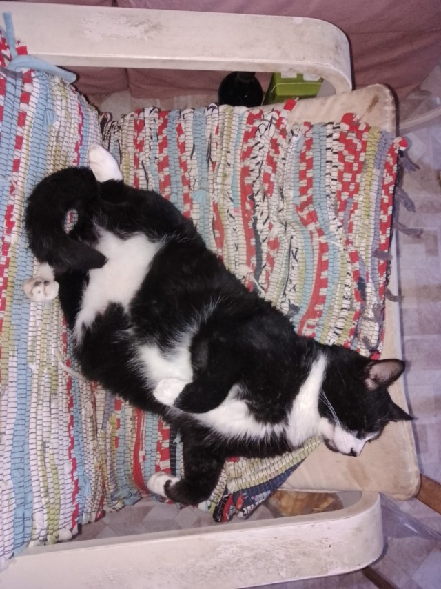 Даёшь котов в этот вторник!