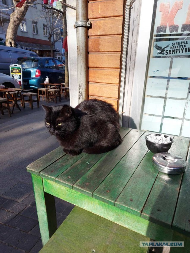 Котики Стамбула