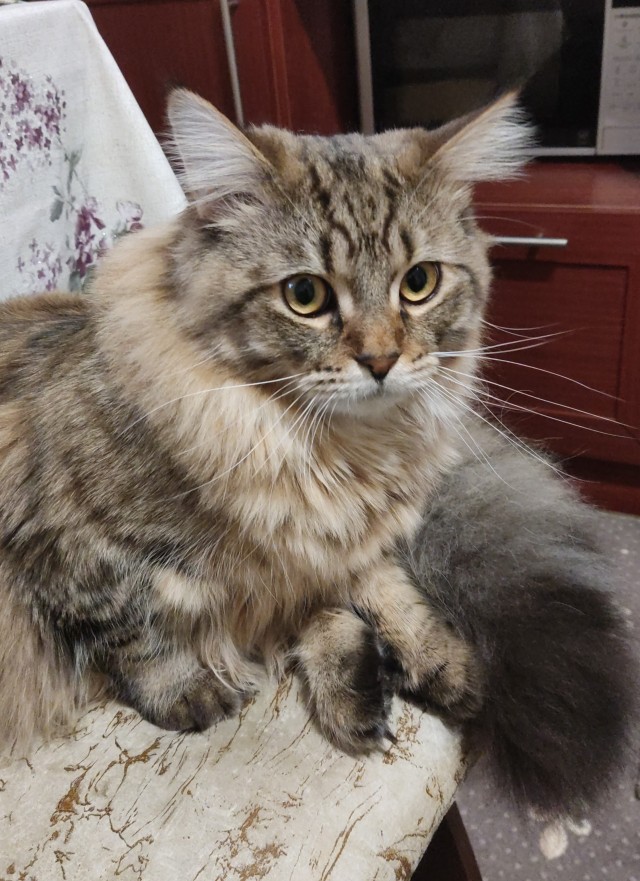 Котовторнику посвящается