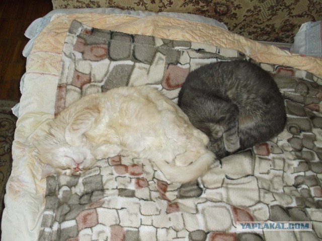 Котовторник 09.04.2013