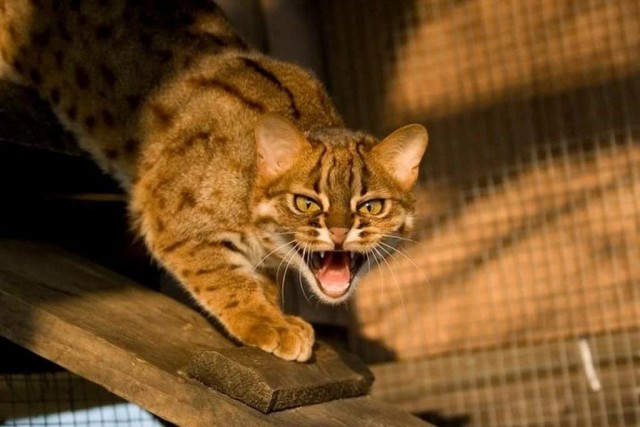 Красота диких кошек