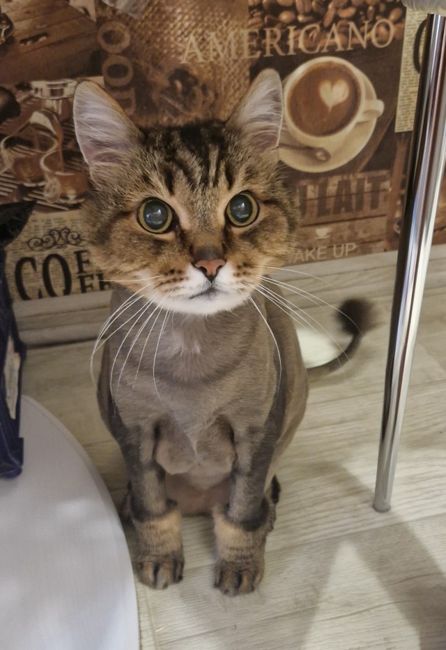 Котовторник! 16+ Коллеги-рабы, отмечаемся, у кого хозяину много лет!