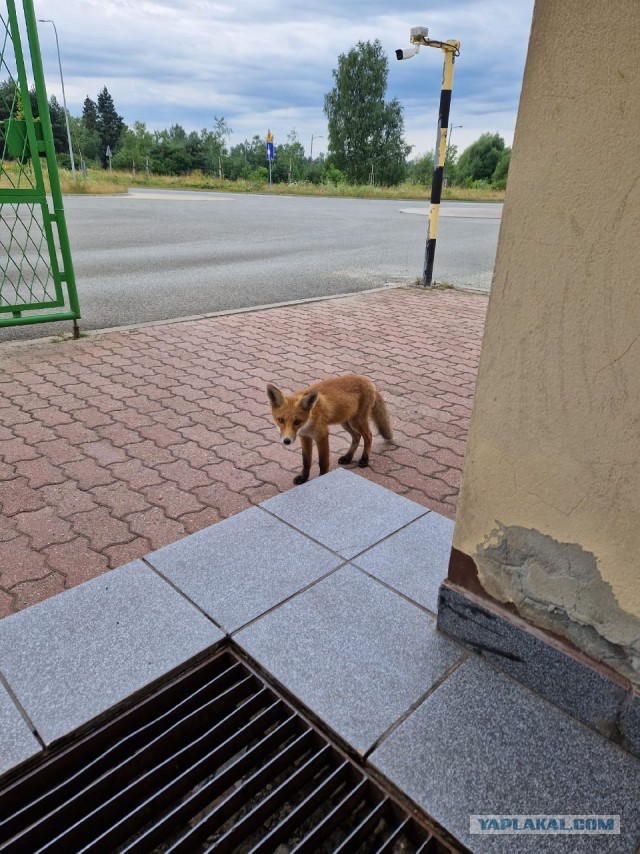 Окский заповедник показал снимки волков и рыси с фотоловушек
