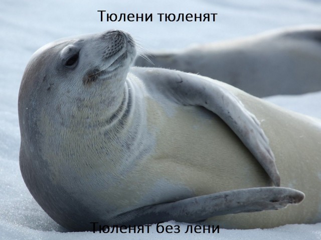 Три десятка забавных картинок на экватор недели