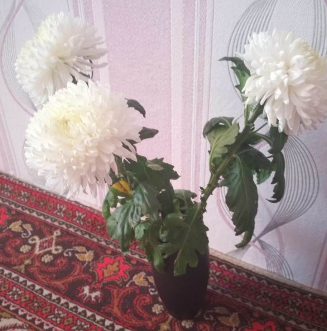 Не дарите уставшей женщине цветы