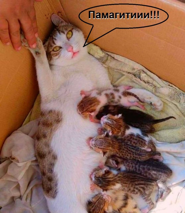 "Невыносимая радость материнства": мамы кошки, уставшие от котят