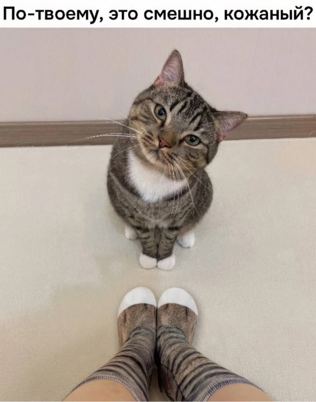 Котовторник в картинках