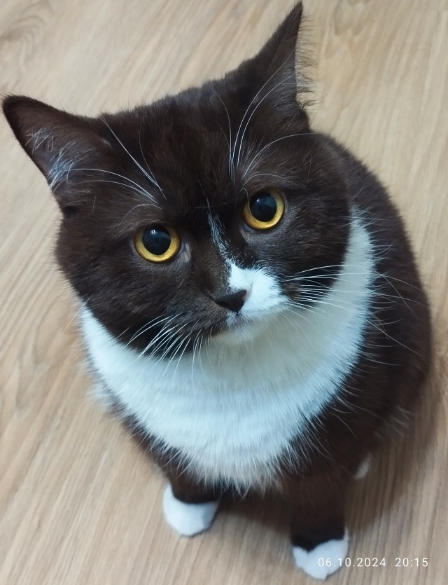 Жизнь с котом в одной картинке