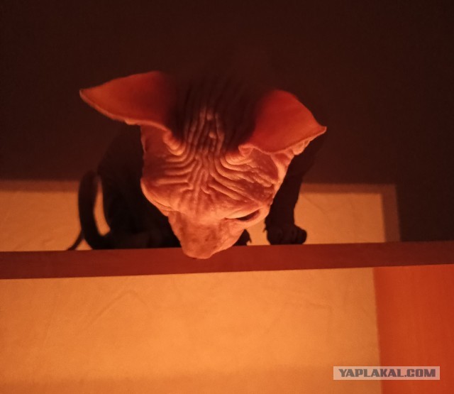 С Котовторником!